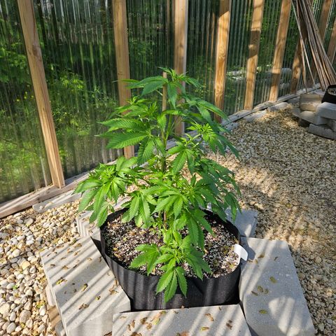 Blueberry growlog photo: Before low stress training! 