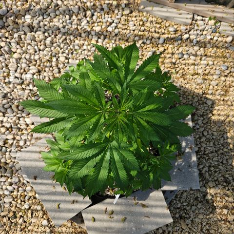 Blueberry growlog photo: Before low stress training! 
