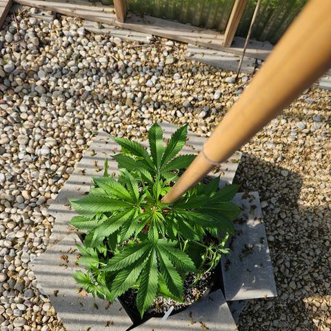 Blueberry growlog photo: After! Using amazing new clips! 