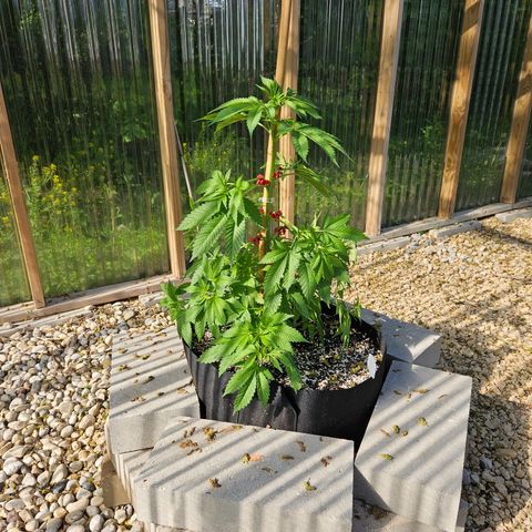 Blueberry growlog photo: After! Using amazing new clips! 