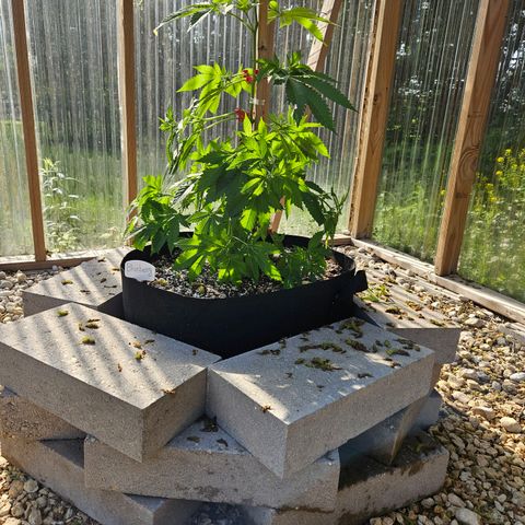 Blueberry growlog photo: After! Using amazing new clips! 
