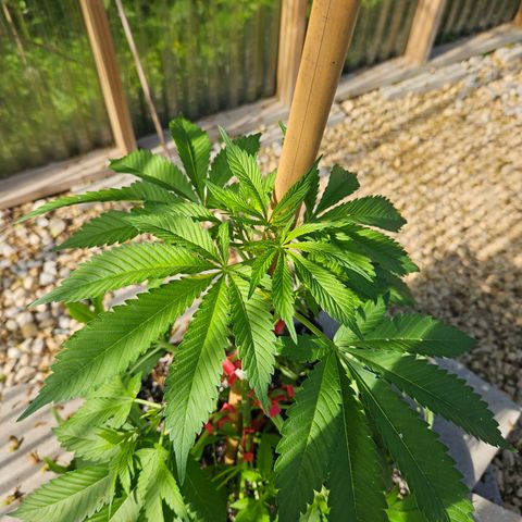 Blueberry growlog timeline photo