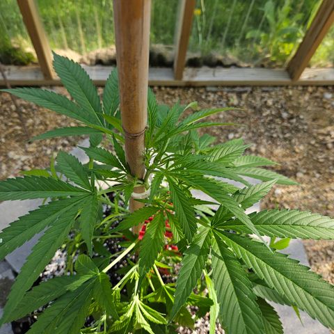 Blue Dream growlog timeline photo
