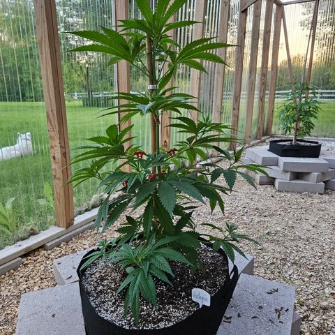 Harlequin growlog photo: Just because! 😍