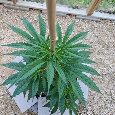 Harlequin growlog photo: Just because! 😍