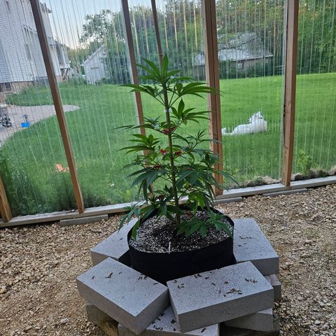 Harlequin growlog photo: Just because! 😍