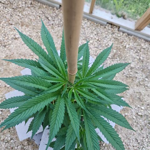 Harlequin growlog timeline photo