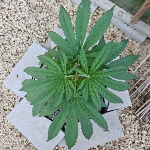 Cannatonic growlog timeline photo