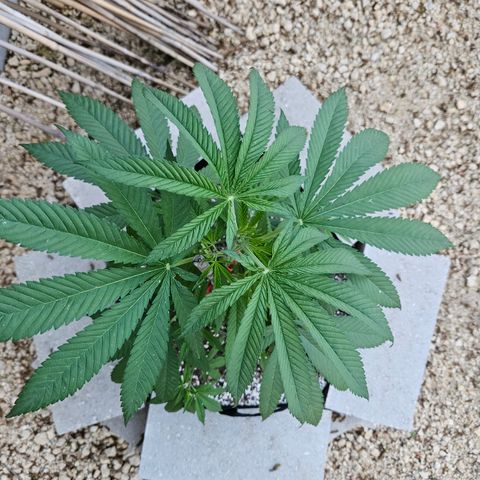 Cannatonic growlog photo: Just because! 😍