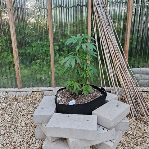 Cannatonic growlog photo: Just because! 😍