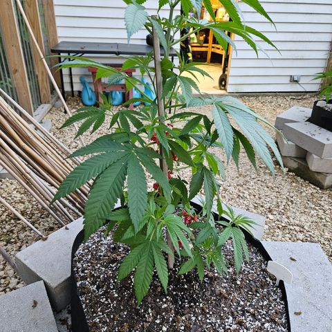 Cannatonic growlog photo: Just because! 😍