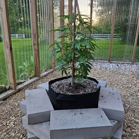 Blue Dream growlog photo: Just because! 😍