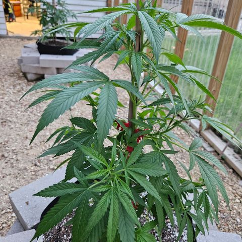 Blue Dream growlog photo: Just because! 😍