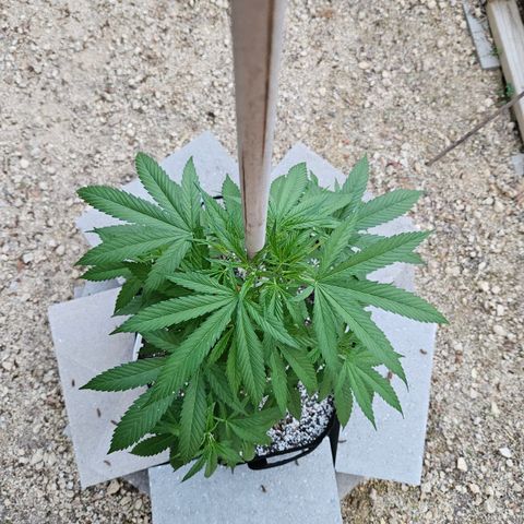 Blue Dream growlog photo: Just because! 😍