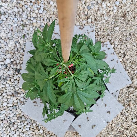 Blueberry growlog timeline photo