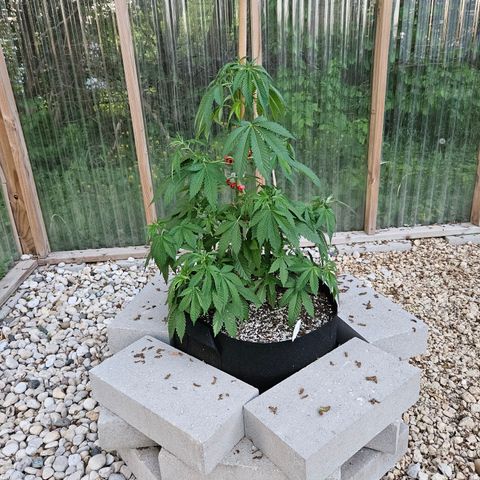 Blueberry growlog photo: Just because! 😍