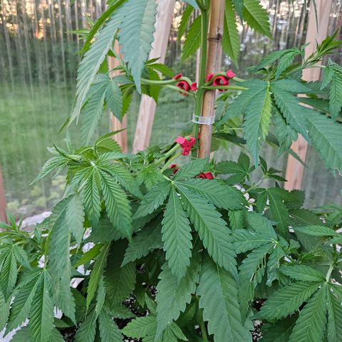 Blueberry growlog photo: Just because! 😍