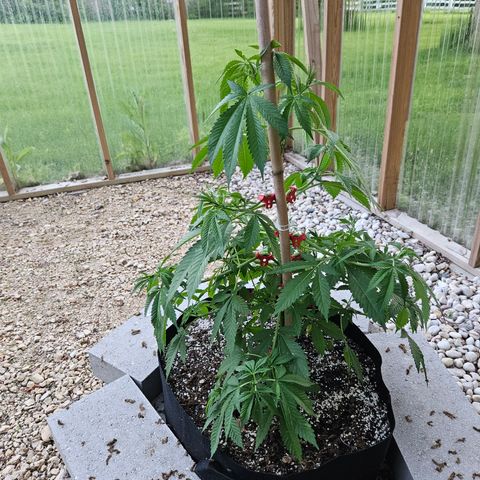 Blueberry growlog photo: Just because! 😍
