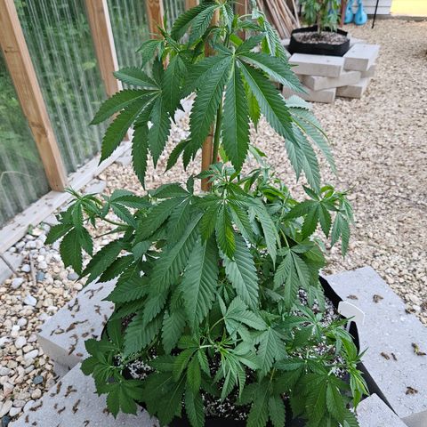 Blueberry growlog photo: Just because! 😍