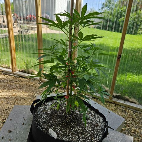 Blue Dream growlog photo: Before low stress training! 😍