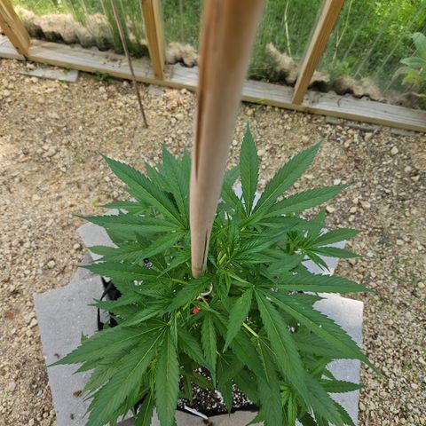 Blue Dream growlog timeline photo