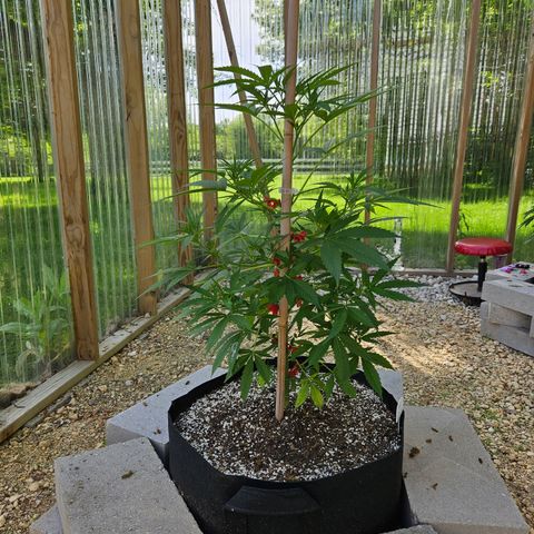 Blue Dream growlog timeline photo