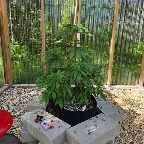 Blueberry growlog photo: Before low stress training! 😍