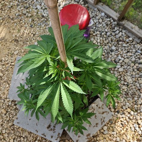 Blueberry growlog photo: Before low stress training! 😍