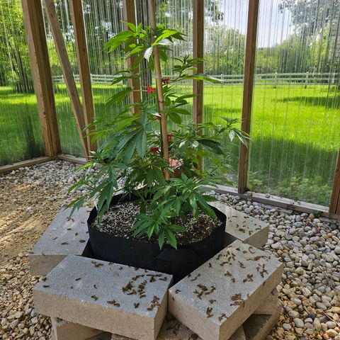 Blueberry growlog photo: Before low stress training! 😍