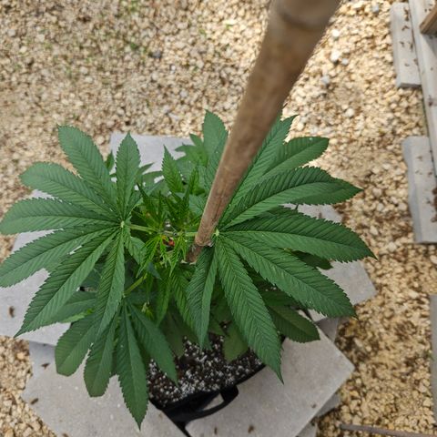 Cannatonic growlog photo: Before low stress training! 😍