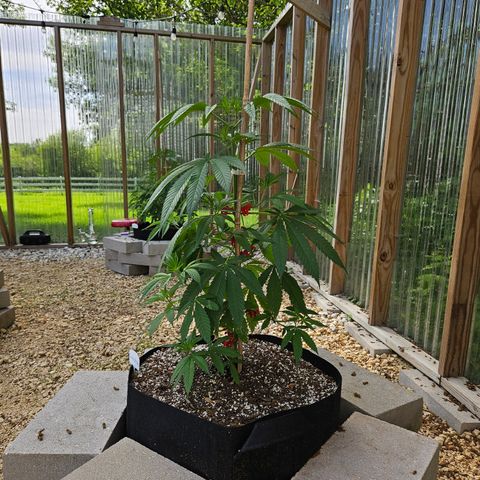 Cannatonic growlog photo: Before low stress training! 😍