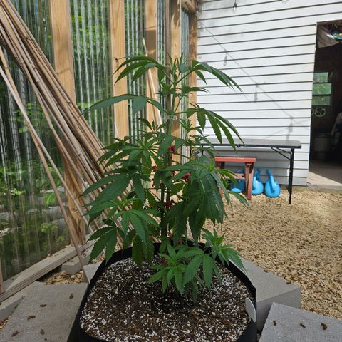 Cannatonic growlog photo: Before low stress training! 😍