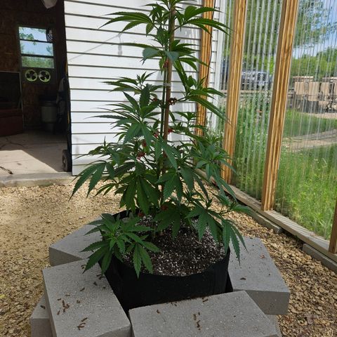 Harlequin growlog photo: Before low stress training! 😍