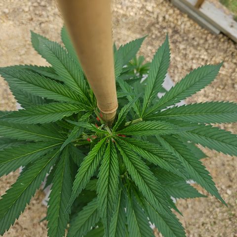 Harlequin growlog timeline photo