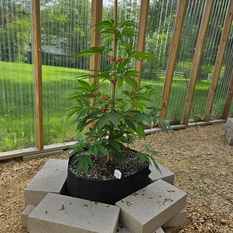 Harlequin growlog timeline photo
