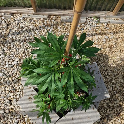 Blueberry growlog photo: After low stress training! 😍
