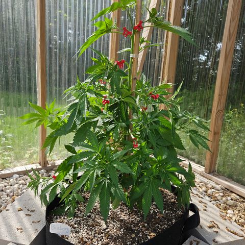 Blueberry growlog photo: After low stress training! 😍