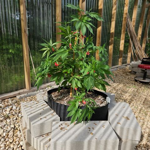 Blueberry growlog photo: After low stress training! 😍