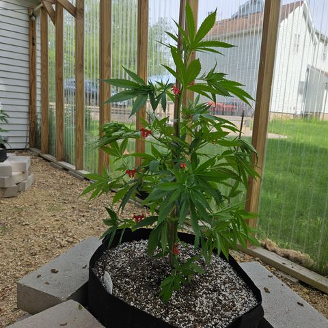 Blue Dream growlog photo: After low stress training! 😍