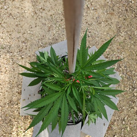 Blue Dream growlog timeline photo