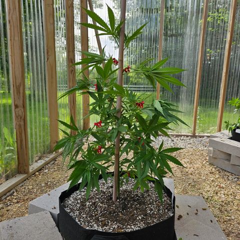 Blue Dream growlog timeline photo