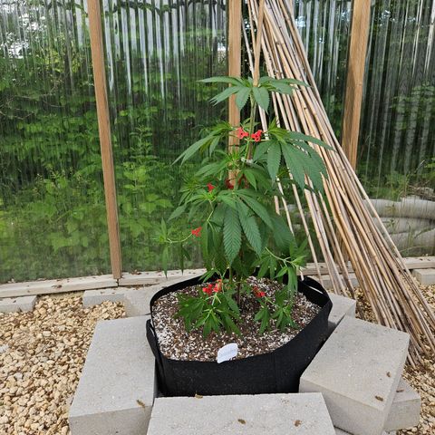 Cannatonic growlog photo: After low stress training! 😍