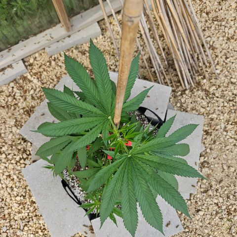 Cannatonic growlog timeline photo
