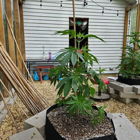 Cannatonic growlog timeline photo