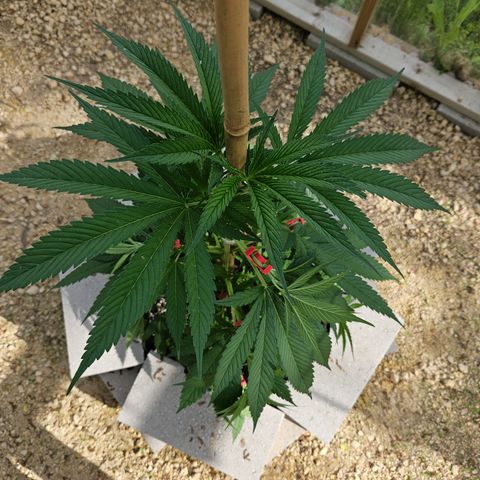 Harlequin growlog timeline photo