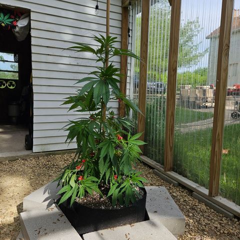 Harlequin growlog timeline photo