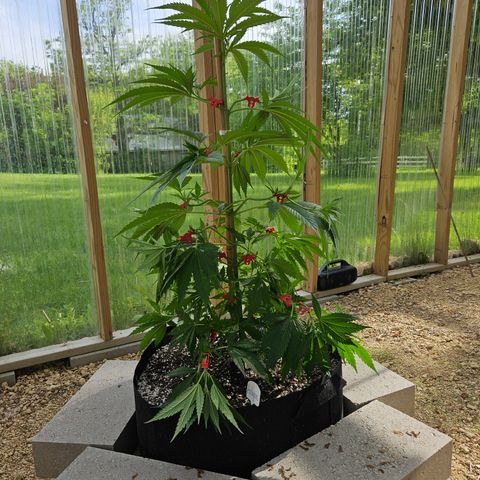 Harlequin growlog photo: After low stress training! 😍