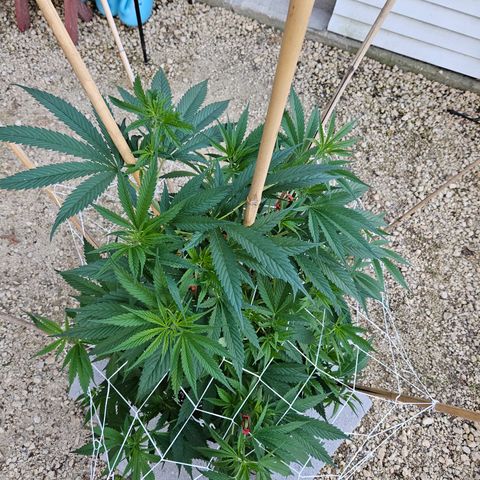Harlequin growlog photo: Gettin' big!! 😍🥰