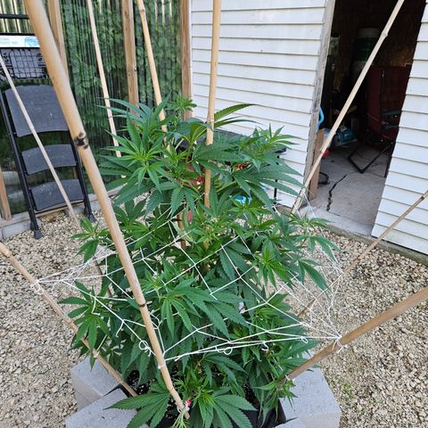 Harlequin growlog photo: Gettin' big!! 😍🥰
