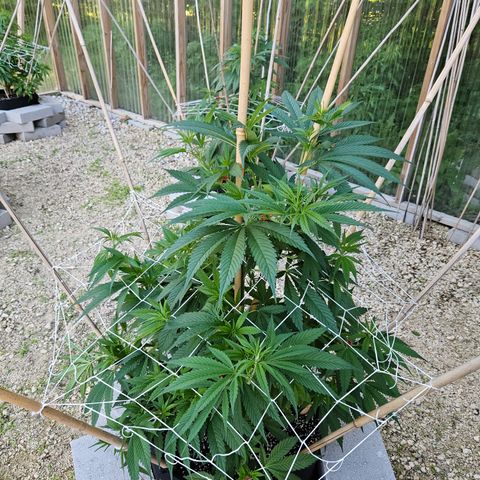 Harlequin growlog photo: Gettin' big!! 😍🥰